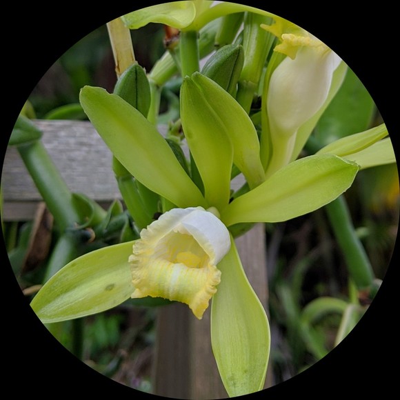 nianabanana